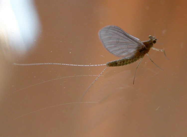Ecdyonurus sp.